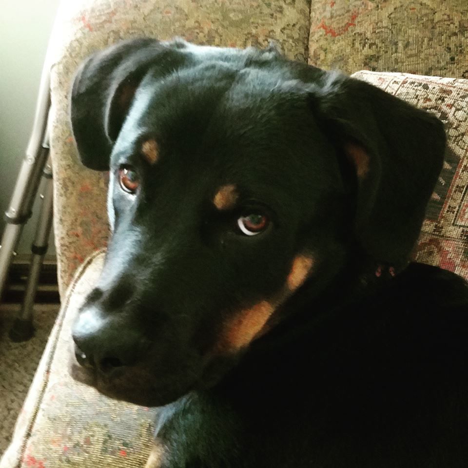 Zoey - Starcie Burkett.jpg